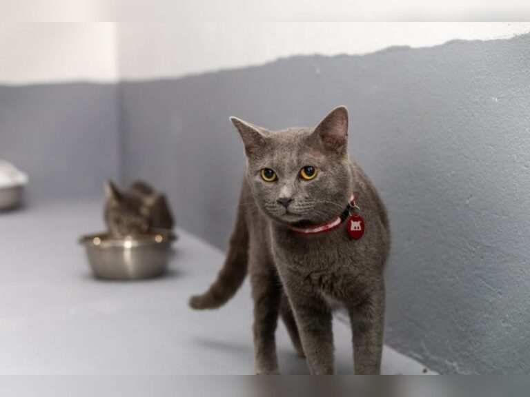 އޮޅުހިޔާގައި މިހާރު ބަލަހައްޓަމުންދަނީ 30 ބުޅާ