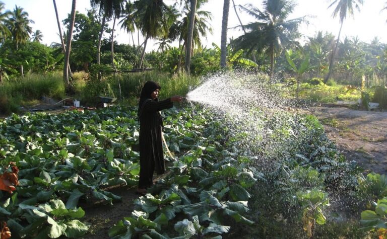 ރޯދައަށް ދަނޑުވެރިންގެ ތަކެތި ވިއްކަން މާލޭގައި ވަގުތީ މާރުކޭޓެއް ހަދަނީ