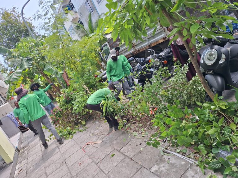 ހިތްފަސޭހަ ހުޅުމާލެ: ހެޖުތެރެއިން ނަގާ ބިޔަ ގަސްތައް ހުޅުމާލޭގެ ޕާކުތަކުގަ އެޗްޑީސީން އިންދަނީ