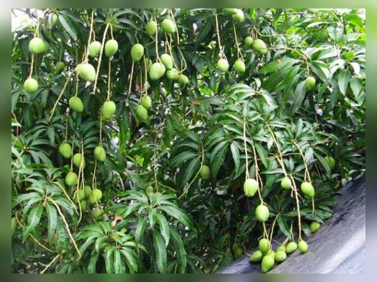 ވަގަށް 4 އަނބު ބިން ދެމީހަކު 7 ދުވަހަށް ޖަލަށްލައިފި