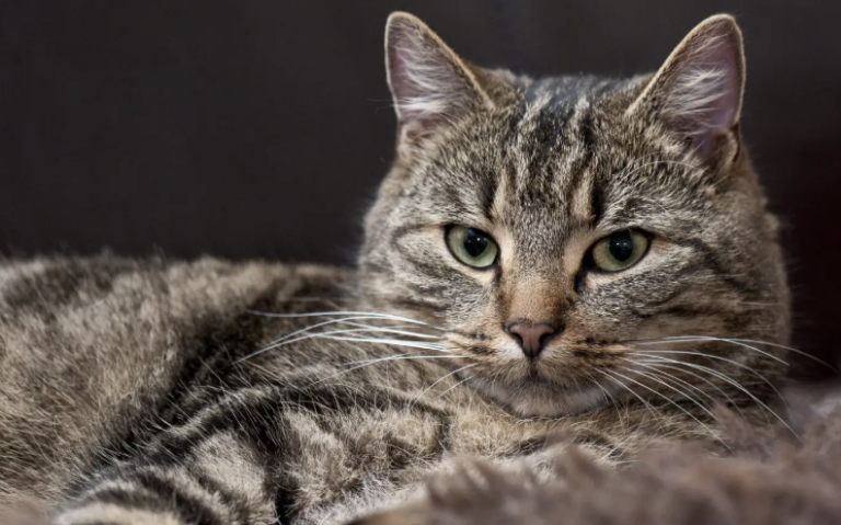 ބުޅަލުން ޖެހޭ ”ރޭބީޒް“ ބަލި ލަންކާގައި ފެތުރެނީ