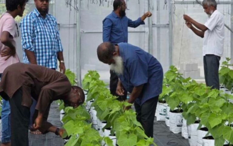 54 ފަރާތަކަށް ދަނޑުވެރިންގެ ލޯނު ދަުކޮށްފި