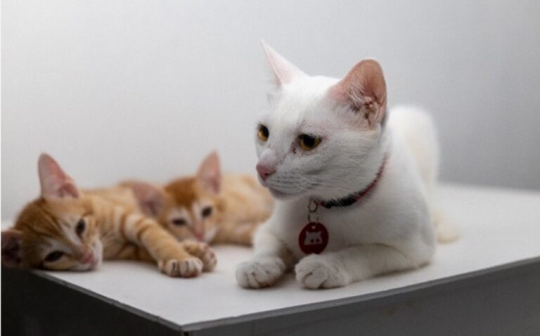 އޮޅުހިޔާއަށް މިހާތަނަށް 350 ބުޅާ ގެންދެވިއްޖެ: މިނިސްޓްރީ