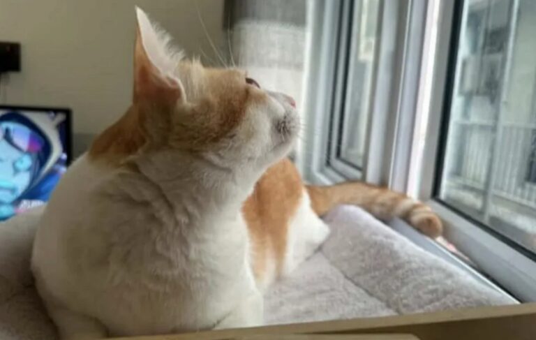 ބުޅަލަށް ގޯނާކޮށް، މަރާ މީހުންނާމެދު ހަރުކަށި ފިޔަވަޅުތަކެއް އަޅަނީ