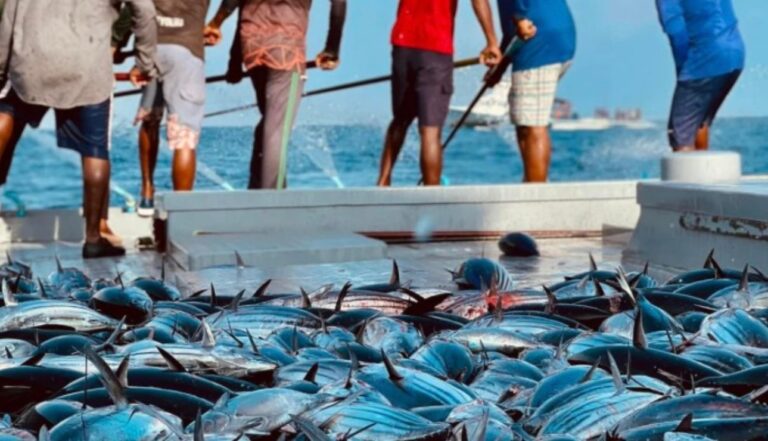 މިދިޔަ މަހު މިފްކޯއަށް މަސް ކިރުވި ދޯނިތަކަށް 11.3 މިލިޔަން ރުފިޔާ
